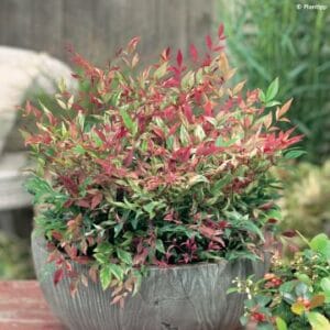 Nandina Domestica 12cm Pot