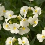 Nemesia Fruticans White 12cm Pot