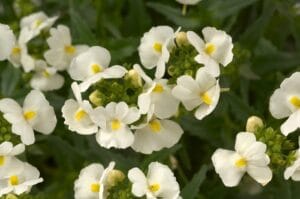 Nemesia Fruticans White 12cm Pot