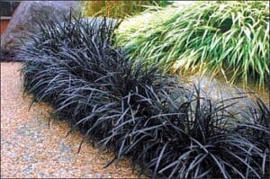 Ophiopogon Black Dragon 12cm Pot