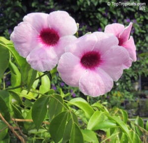 Pandorea jasminoides Rosea 12cm Pot