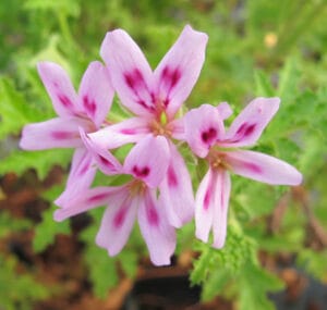 Pelargonium quercifolium