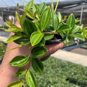 Peperomia angulata 12cm Pot