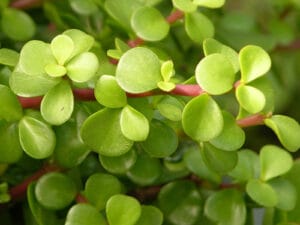 Portulacaria Afra 4 Pack Tray