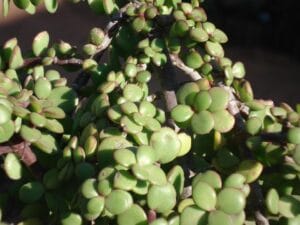 Portulacaria Afra Prostratus 4 Pack Tray