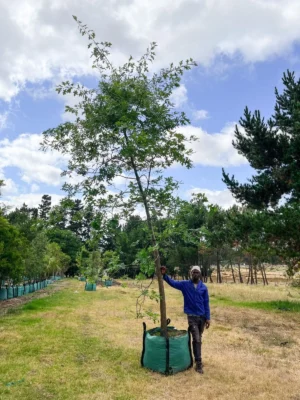 Quercus Palustris 250lt