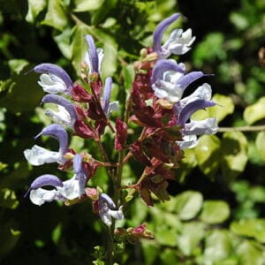 Salvia Chamelaeagnea 12cm Pot