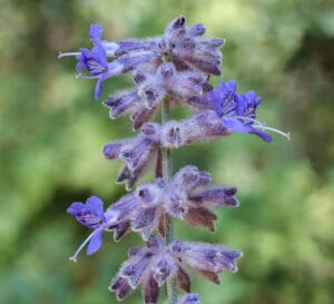 Salvia Yangii 12cm Pot