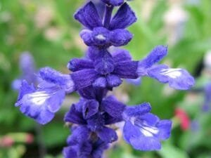 Salvia Farinacea 12cm Pot