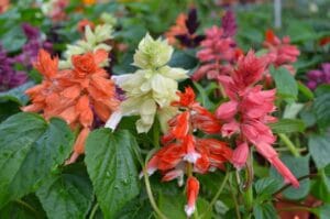 Salvia Splendens Assorted 4 Pack Tray Vista Mix