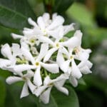 Trachelospermum Jasminoides 12cm Pot Star Jasmine