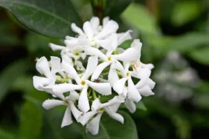 Trachelospermum Jasminoides 12cm Pot Star Jasmine