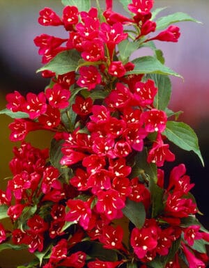 Weigela Assorted 12cm Pot