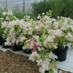 Bougainvillea Coconut Ice 21cm Pot