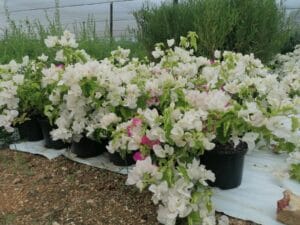 Bougainvillea Coconut Ice 21cm Pot