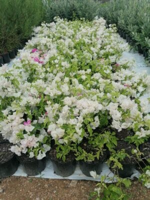 Bougainvillea Coconut Ice 21cm Pot