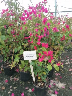 Bougainvillea Killie Campbell 21cm Pot