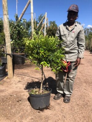 Ficus Nitida Lollipop/Standard 20lt