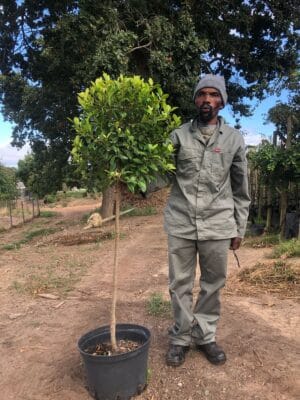 Ficus Nitida Lollipop/Standard 20lt