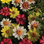 Zinnia Zahara Mix 4 Pack Tray