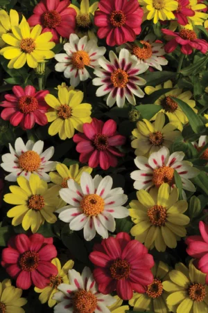 Zinnia Zahara Mix 4 Pack Tray