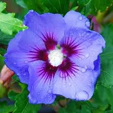 Hibiscus syriacus 'Blue Bird' 70lt Plant