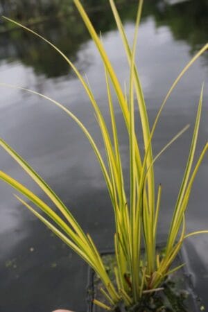 Acorus Gramineus Variegated 17cm Pot