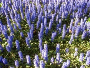 Ajuga Carpet Blue 4lt Common Name: Bugleweed, Bugle Flower