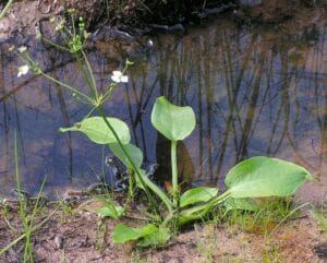 Alisma Plantago Aquatica 21cm Pot