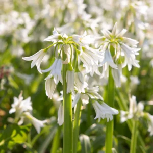 Allium 'Winter Fairy' 