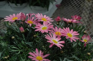 Argyranthemum Giant Pink 4lt