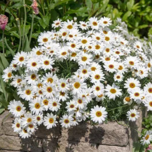 Argyranthemum White 4lt