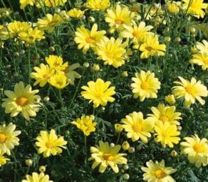 Argyranthemum Yellow 4lt