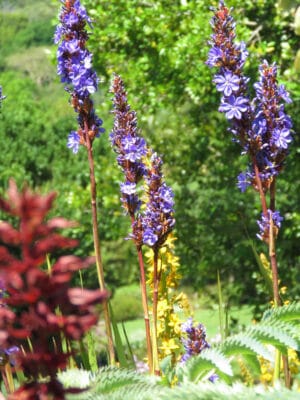 Aristea Capitata 17cm Pot