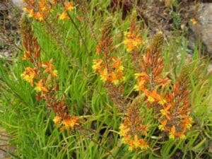 Bulbine Orange 4lt