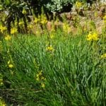 Bulbine Yellow 4lt