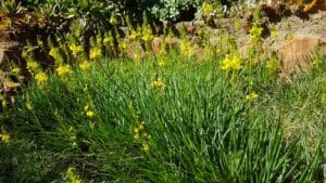 Bulbine Yellow 4lt