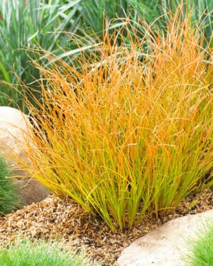 Carex Prairie Fire 4lt