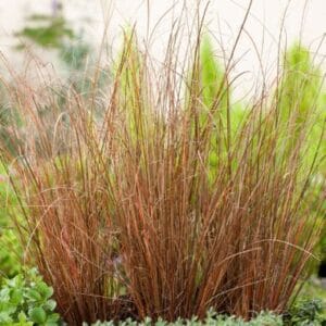 Carex Red Rooster 4lt