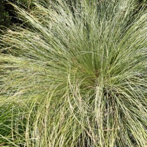 Carex ‘Amazon Mist” 4lt