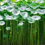 Centella Asiatica 17cm Pot