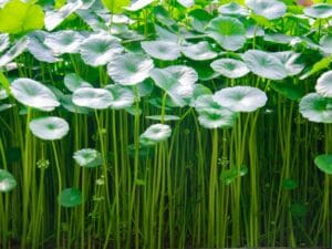 Centella Asiatica 17cm Pot