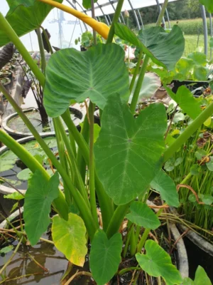 Colocasia Esculentes 21cm Pot