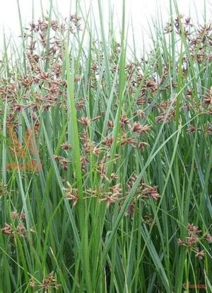 Cyperus Longus 17cm Pot