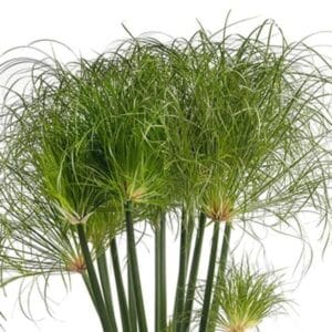 Cyperus Papyrus 10lt