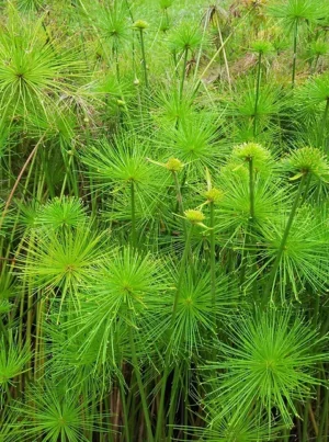 Cyperus Papyrus Nana 17cm Pot