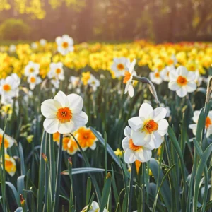 Daffodil Barret Browning Bulbs