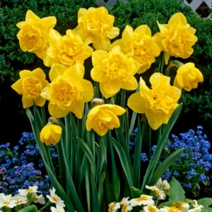 Daffodil Dick Wilden - double Bulbs