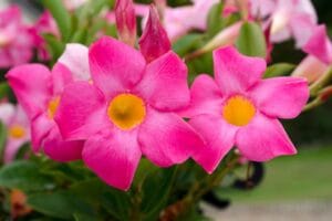 Dipladenia (Mandevilla) Splendens Pink 20lt