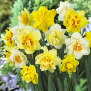 Daffodil Mixed Double Bulbs